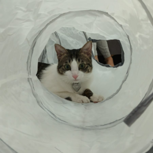 Foldable Cat Tunnel